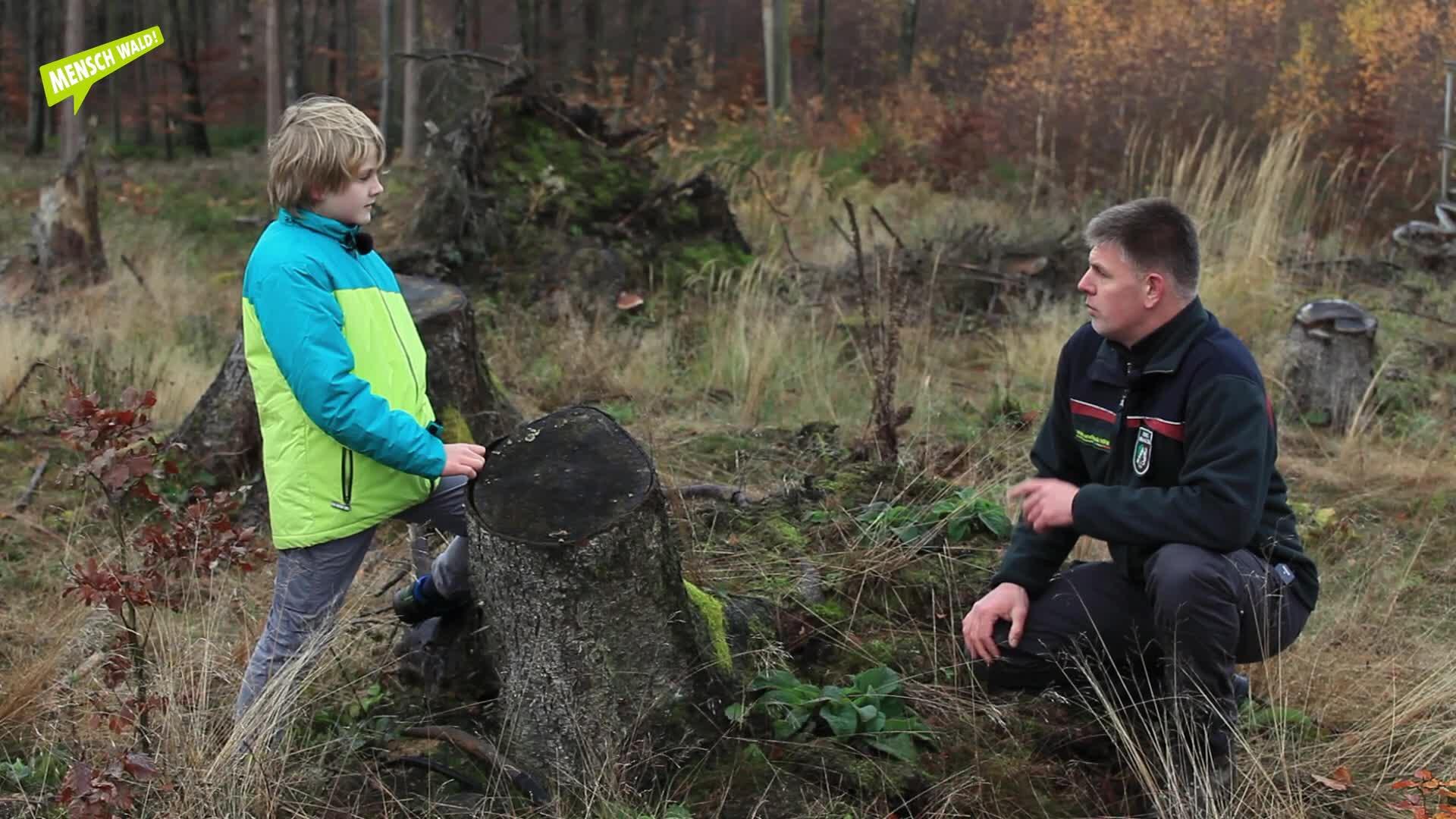 Vom Wachsen der Bäume im Wald