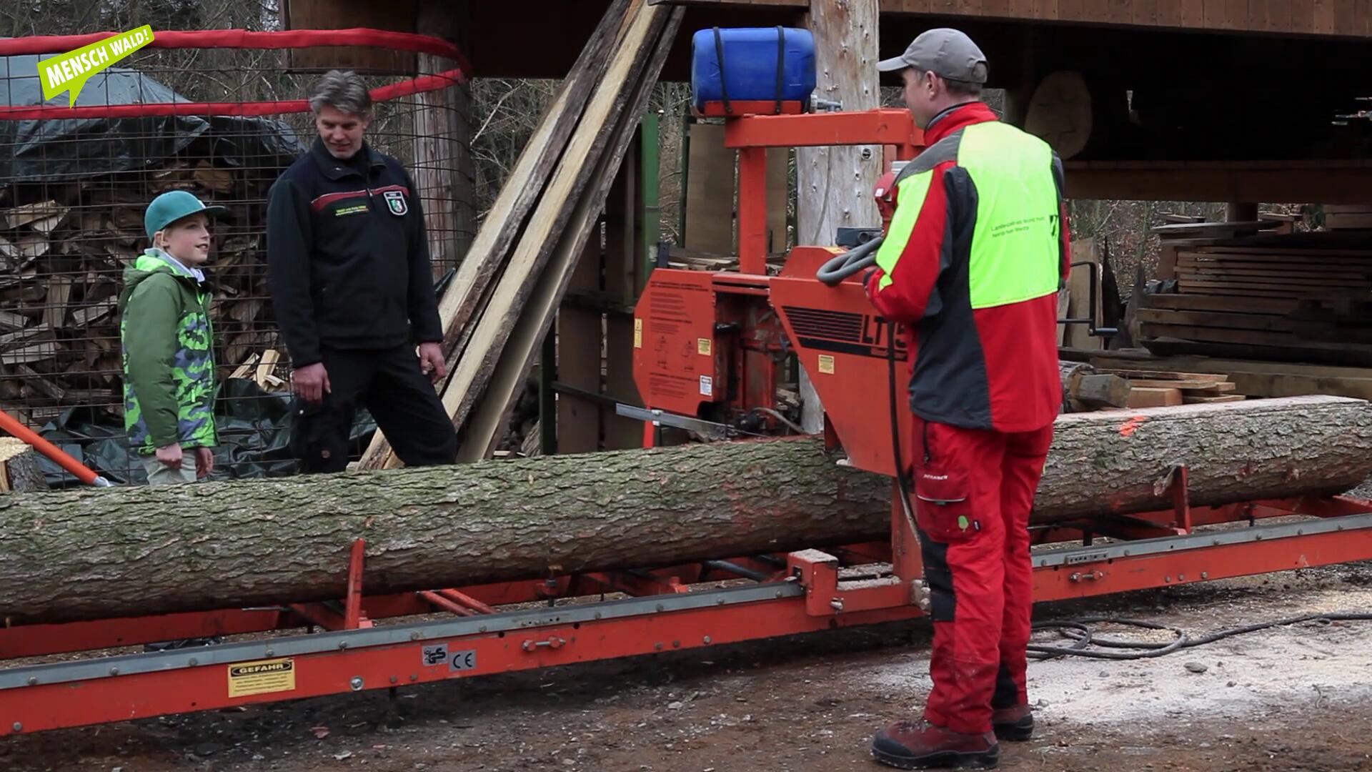 Über das Holz im Wald