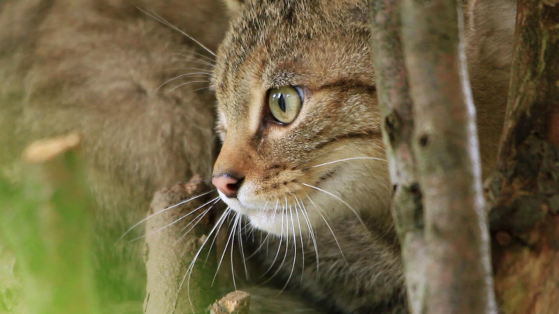Im Wald der wilden Katzen