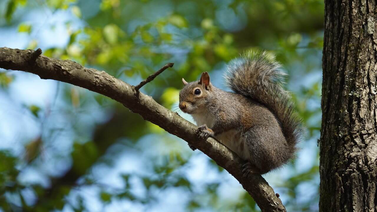 Die Nahrungskette im Wald