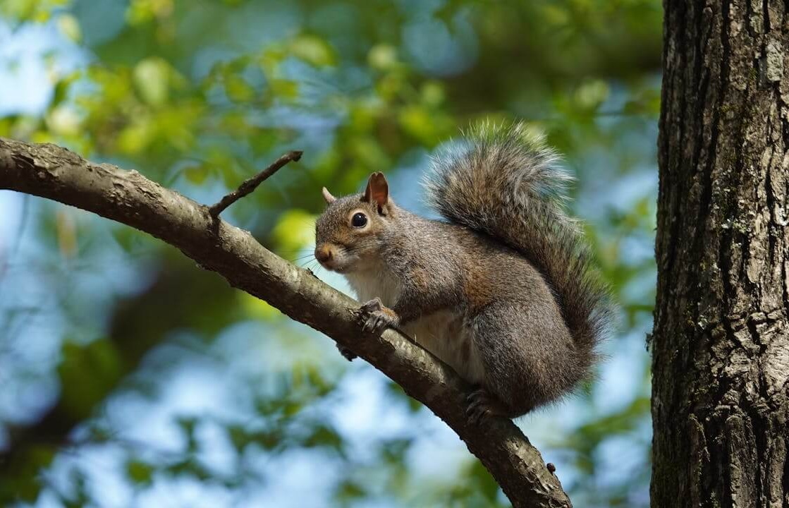 Die Nahrungskette im Wald